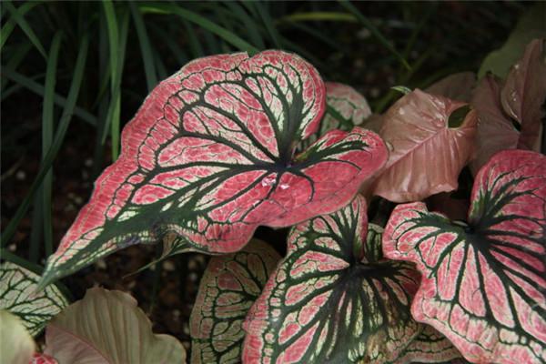 花叶芋的栽培管理，花魔芋的种植技术与管理（光照土壤要注意）