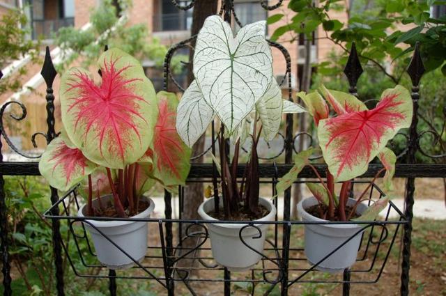 花叶芋的栽培管理，花魔芋的种植技术与管理（光照土壤要注意）