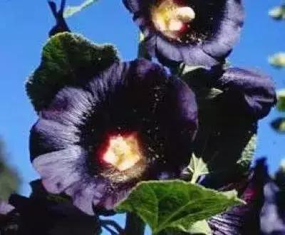 100种花的寓意和花语，满天星的花语（100种花的花语，火速收藏啦）