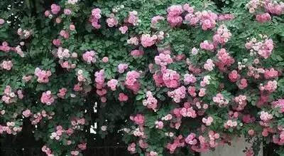 100种花的寓意和花语，满天星的花语（100种花的花语，火速收藏啦）