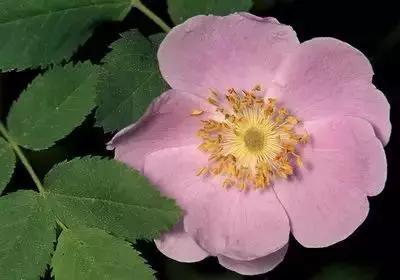 100种花的寓意和花语，满天星的花语（100种花的花语，火速收藏啦）