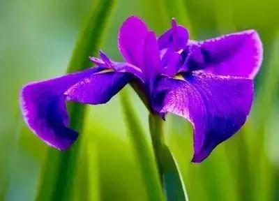 100种花的寓意和花语，满天星的花语（100种花的花语，火速收藏啦）