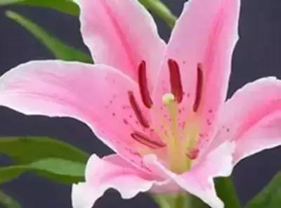 100种花的寓意和花语，满天星的花语（100种花的花语，火速收藏啦）