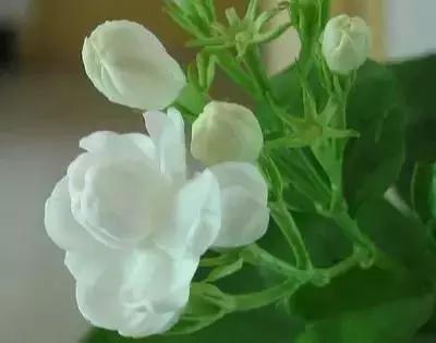 100种花的寓意和花语，满天星的花语（100种花的花语，火速收藏啦）