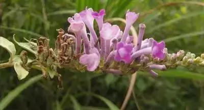 100种花的寓意和花语，满天星的花语（100种花的花语，火速收藏啦）