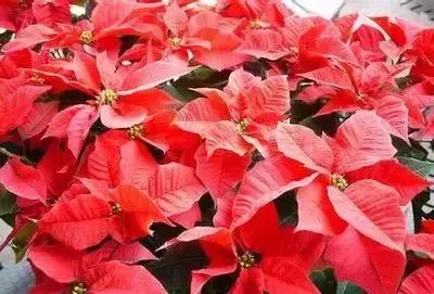 100种花的寓意和花语，满天星的花语（100种花的花语，火速收藏啦）