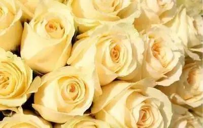 100种花的寓意和花语，满天星的花语（100种花的花语，火速收藏啦）