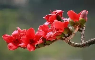 100种花的寓意和花语，满天星的花语（100种花的花语，火速收藏啦）