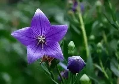 100种花的寓意和花语，满天星的花语（100种花的花语，火速收藏啦）