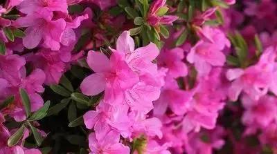 100种花的寓意和花语，满天星的花语（100种花的花语，火速收藏啦）