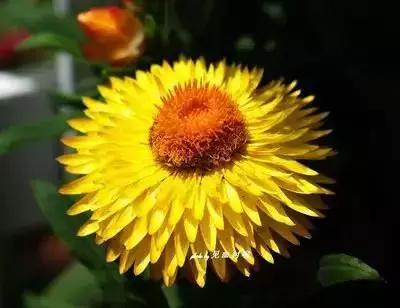 100种花的寓意和花语，满天星的花语（100种花的花语，火速收藏啦）