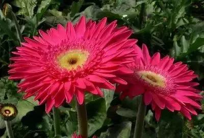 100种花的寓意和花语，满天星的花语（100种花的花语，火速收藏啦）