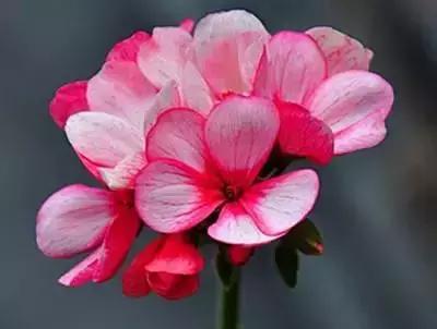 100种花的寓意和花语，满天星的花语（100种花的花语，火速收藏啦）