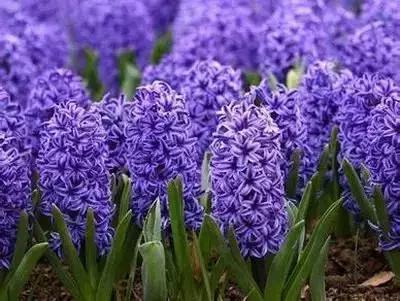 100种花的寓意和花语，满天星的花语（100种花的花语，火速收藏啦）