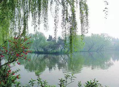 100种花的寓意和花语，满天星的花语（100种花的花语，火速收藏啦）