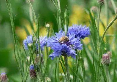 100种花的寓意和花语，满天星的花语（100种花的花语，火速收藏啦）