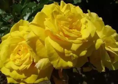 100种花的寓意和花语，满天星的花语（100种花的花语，火速收藏啦）