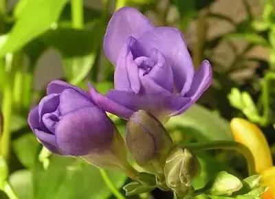 100种花的寓意和花语，满天星的花语（100种花的花语，火速收藏啦）