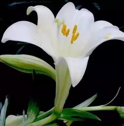 100种花的寓意和花语，满天星的花语（100种花的花语，火速收藏啦）