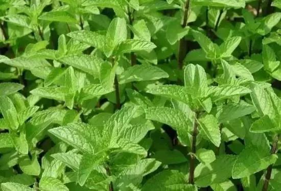 100种花的寓意和花语，满天星的花语（100种花的花语，火速收藏啦）