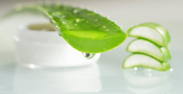 鲜芦荟的功效与作用和用法，芦荟的功效与作用的正确用法（最安全健康“保护伞”，值）