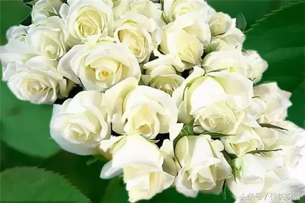 中秋节祝福语：花好月圆人长久，中秋节祝福语（花好月圆，中秋快乐）