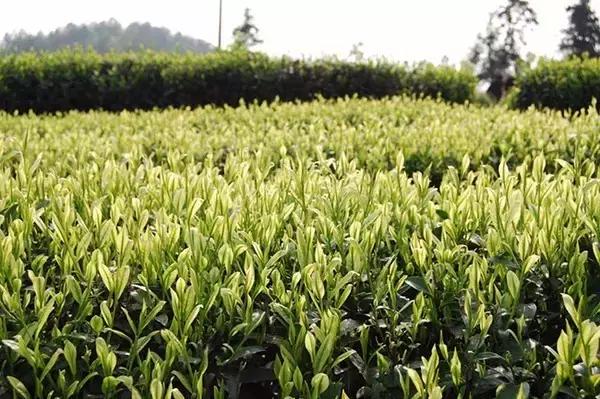 雪茶的食用方法，雪茶的食用方法和用量（这几种“怪茶”你“尝”过吗）