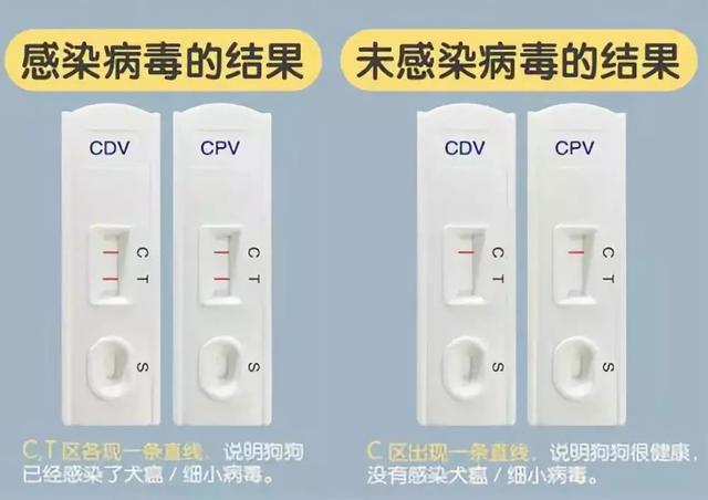 犬瘟初期鼻涕照片，犬瘟热初期症状的判断及预防（合理的饮食加治疗）