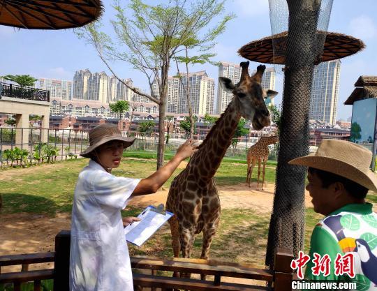 饲养员用什么方式让河马张开嘴检查牙齿，饲养员如何让河马张嘴（厦门为“为河马刷牙）