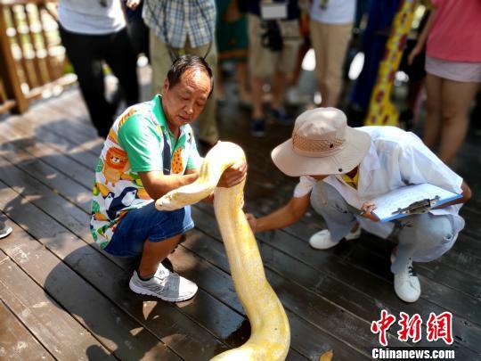 饲养员用什么方式让河马张开嘴检查牙齿，饲养员如何让河马张嘴（厦门为“为河马刷牙）