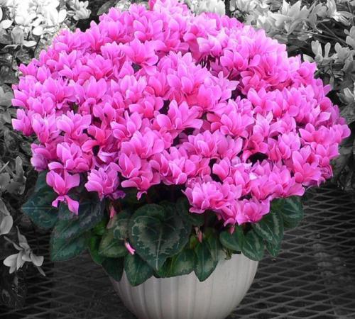 长寿花几月开花，长寿花几月份摘心（“长寿花”365天都开花）