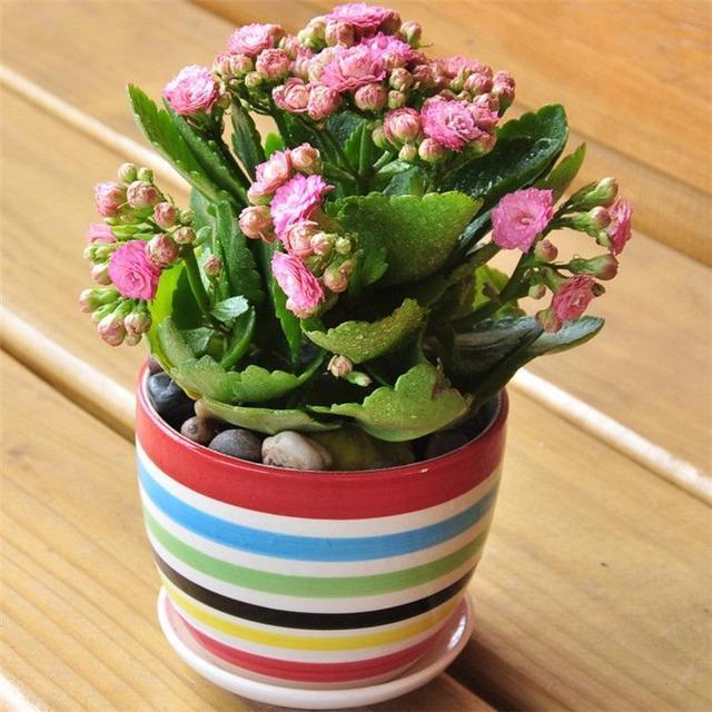 长寿花几月开花，长寿花几月份摘心（“长寿花”365天都开花）