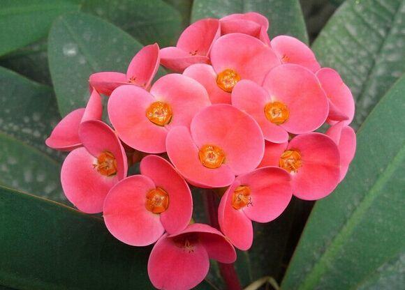 长寿花几月开花，长寿花几月份摘心（“长寿花”365天都开花）