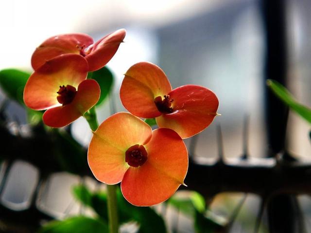 长寿花几月开花，长寿花几月份摘心（“长寿花”365天都开花）