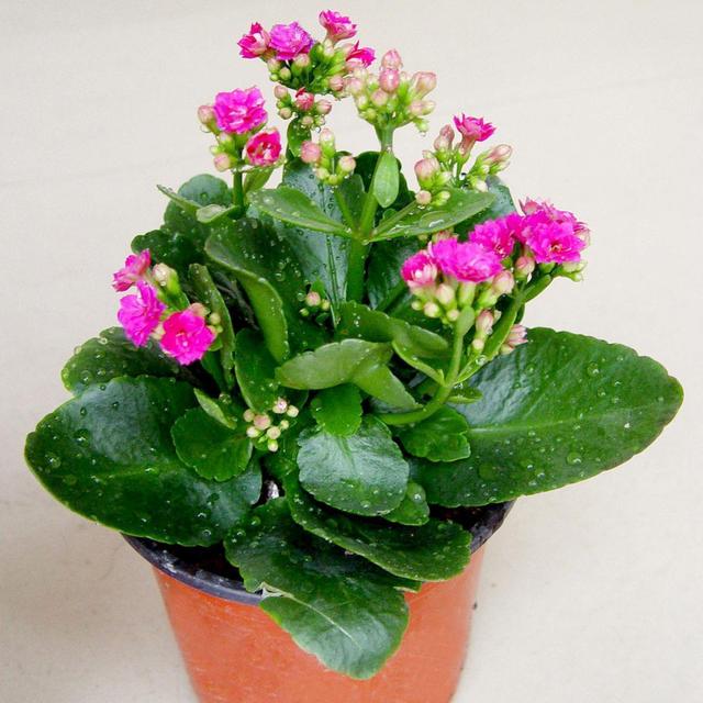 长寿花几月开花，长寿花几月份摘心（“长寿花”365天都开花）