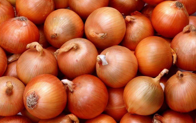 洋葱种子育苗方法全过程，洋葱种植方法图解（洋葱繁育种子的技术）