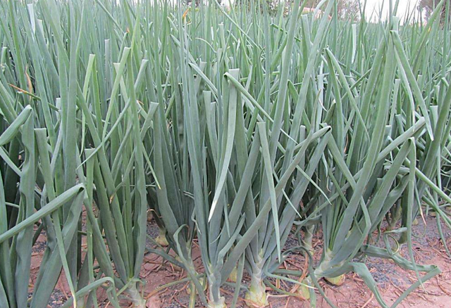 洋葱种子育苗方法全过程，洋葱种植方法图解（洋葱繁育种子的技术）