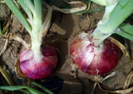 洋葱种子育苗方法全过程，洋葱种植方法图解（洋葱繁育种子的技术）