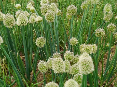 洋葱种子育苗方法全过程，洋葱种植方法图解（洋葱繁育种子的技术）