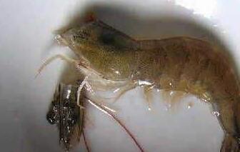 圖片[13]-【香辣干鍋蝦】做法步驟圖 開了20年店的叔叔公布-起舞食譜網(wǎng)