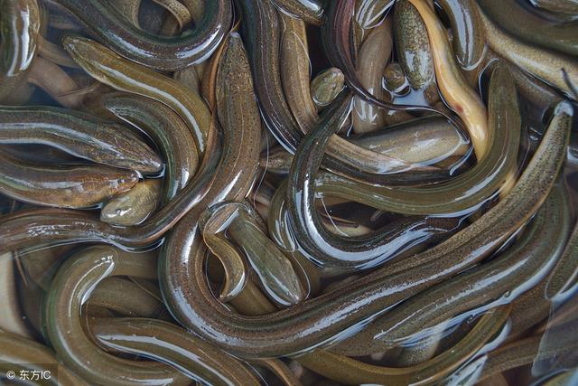 杀黄鳝最简单的方法，鳝鱼怎么杀（用这几个方法一上午可以钩到十多斤）