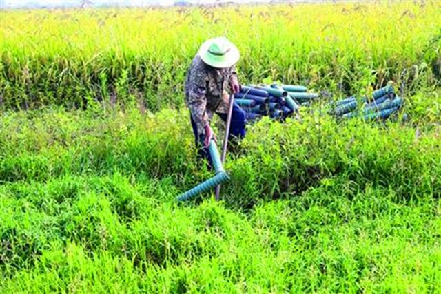 杀黄鳝最简单的方法，鳝鱼怎么杀（用这几个方法一上午可以钩到十多斤）