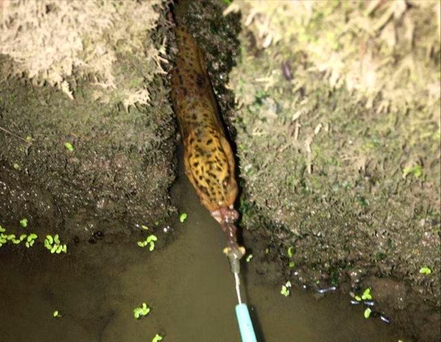 杀黄鳝最简单的方法，鳝鱼怎么杀（用这几个方法一上午可以钩到十多斤）