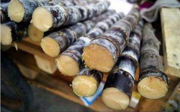 挑选甘蔗的方法介绍，怎么挑甘蔗（俗话说秋吃甘蔗赛人参）