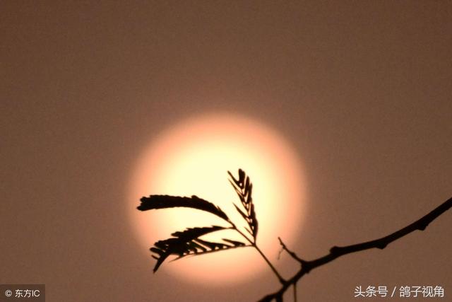 花好月圆下是什么诗句，花好月圆下一句是什么诗句（分享十首最美的千古名诗）