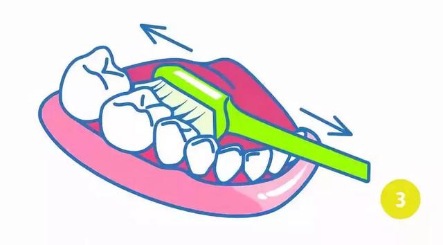 巴氏刷牙法如何操作，巴氏刷牙法7步骤（来学一下巴氏刷牙法<图解>）