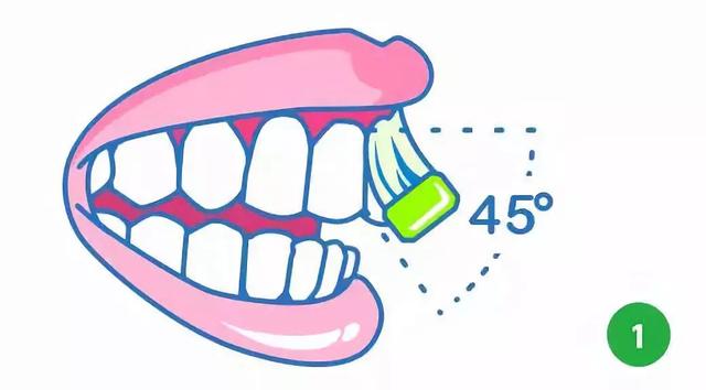 巴氏刷牙法如何操作，巴氏刷牙法7步骤（来学一下巴氏刷牙法<图解>）