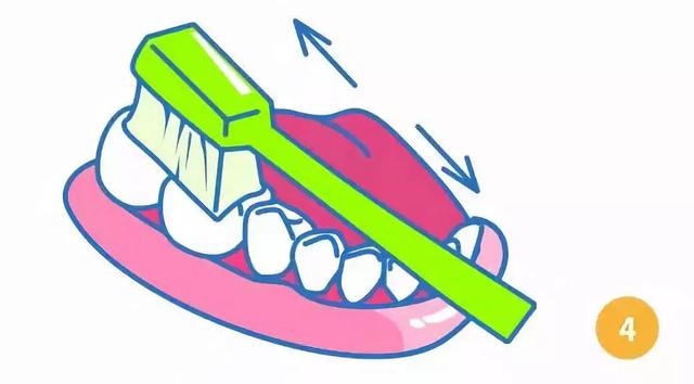 巴氏刷牙法如何操作，巴氏刷牙法7步骤（来学一下巴氏刷牙法<图解>）