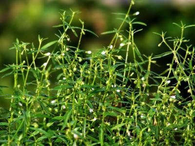 白花蛇的功效与作用，白花蛇草的功效与作用（白花蛇舌草的传说）