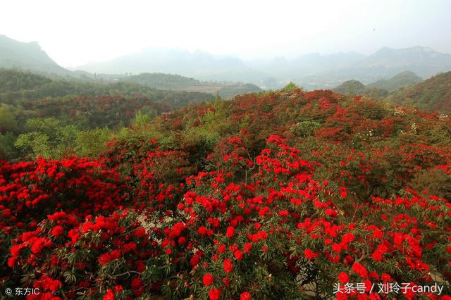 百里杜鹃在哪里,贵州百里杜鹃景区在哪里(贵州百里杜鹃风景名胜区)
